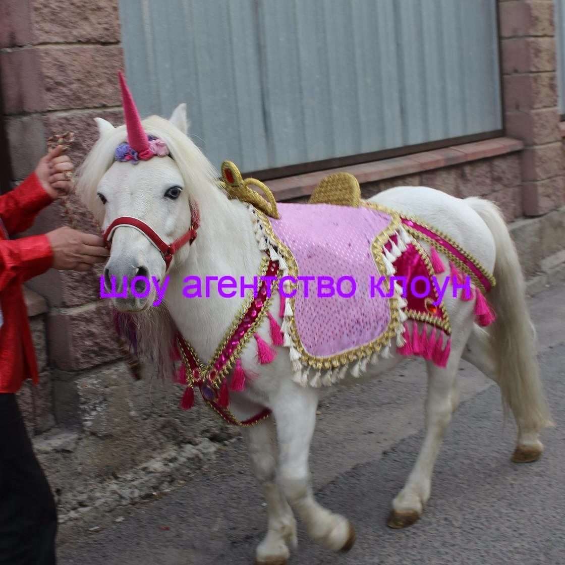 Прокат Пони в Алматы. Хотите удивить детей на празднике?